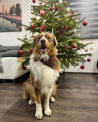 Víme, že už je dávno po Vánocích, ale stejně ještě musíme sdílet tuhle boží vánoční fotku, která nám přišla společně s...