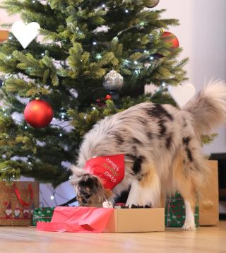 Krásnou 1. neděli v novém roce.❤️🐕 Doufáme, že jste si vy i vaši chlupáči přes Vánoce odpočinuli, a těšíte se, co přinese...