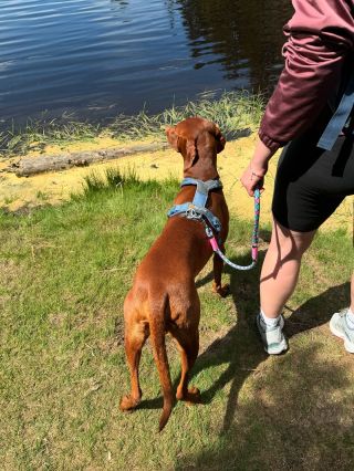 Mějte svého psa vždy pod kontrolou! 🦮 Naše krátká vodítka (40 a 60 cm) jsou ideální pro tréninky poslušnosti, výlety, a...