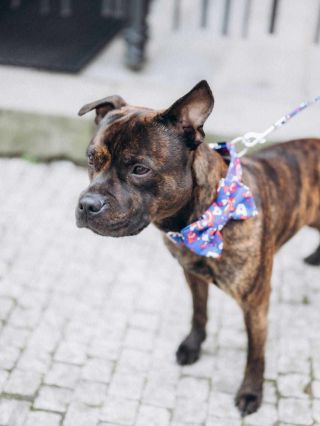 Rocky v setu America 💙 rocky_the_staffy_dog Tyhle boží fotky nám dorazily do zpráv a podle nás jsou dokonalé!😍 Souhlasíte?...