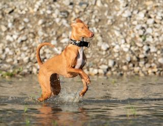 Trochu osvěžení v těhlech horkých dnech 🥵🐕 Taky teď trávíte dny nejraději někde u vody? 🏝️ ➡️ Na fotce Ela a Teo...