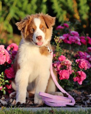 Naše ambasadorka Shelby má teď malou ségru Carroll ❤️. A stejně jako její velká ségra, i Carroll potřebovala svůj růžový...