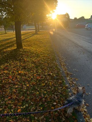 Kéž by všechny podzimní procházky vypadaly takhle, že? 😍🍂☀️🐕 ➡️ Na fotce Elinka v setu Rainy Neon 🩷 #postrojpropsy...